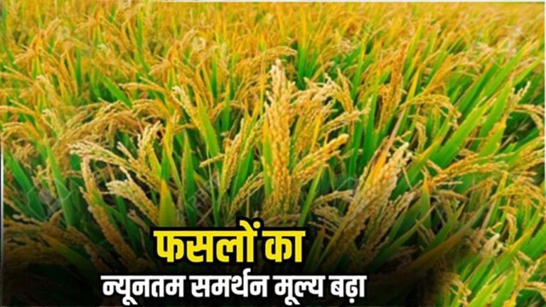 किसानों के लिए मोदी सरकार का बड़ा तोहफा: खरीफ फसलों की MSP बढ़ी, धान अब ₹2441 प्रति क्विंटल