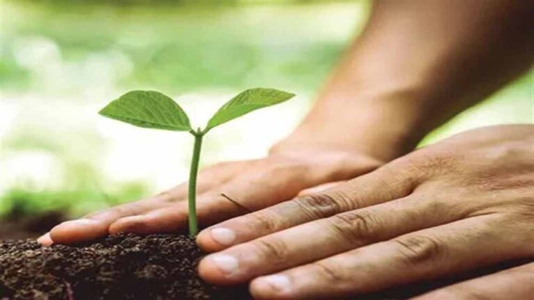 यूपी में पौधारोपण महाअभियान, 35 करोड़ पौधे लगाने की तैयारी, बनेगा ‘नवीन विशिष्ट वन’ मॉडल