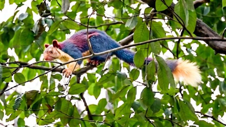बारनवापारा के देवपुर जंगल में दिखी दुर्लभ विशाल भारतीय गिलहरी