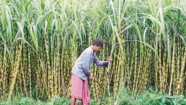 उत्तर प्रदेश ने गन्ना किसानों को किया 3.22 लाख करोड़ रुपये से अधिक का ऐतिहासिक भुगतान