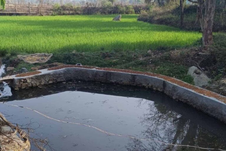 सरायकेला-खरसावां में बढ़ा गरमा धान का रकबा, किसानों में दिखा उत्साह