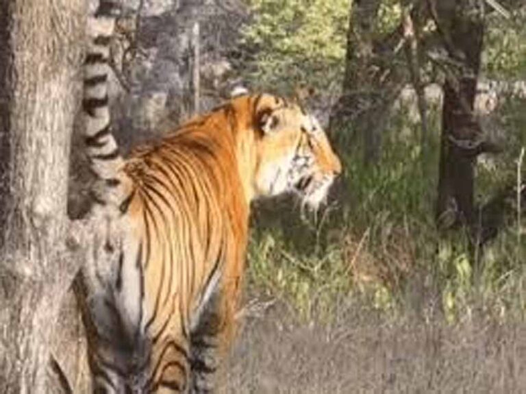 राजस्थान के रणथंभौर में बढ़ा बाघों का संघर्ष, RBT-2504 और RBT-2510 गायब