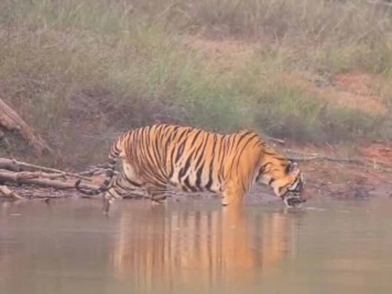 भीषण गर्मी से तप रहा पलामू टाइगर रिजर्व, सूखे जलस्रोत और बढ़ा संकट