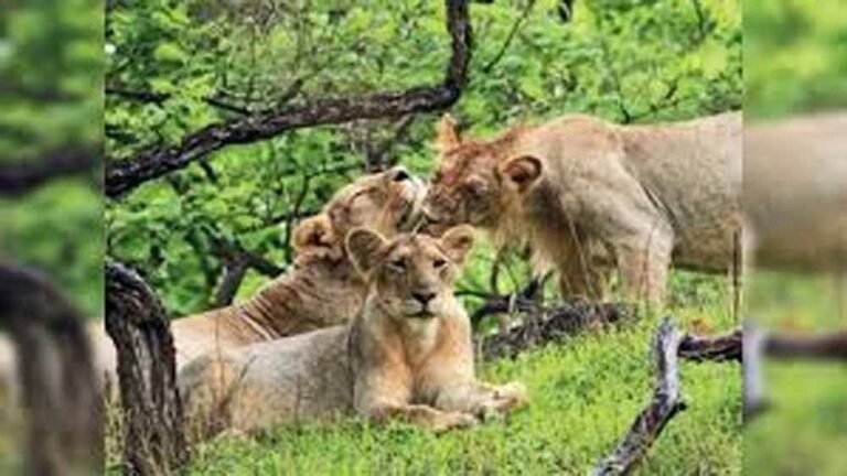 मध्य प्रदेश बना वन्यजीव संरक्षण का मॉडल, कूनो से वैश्विक पहचान