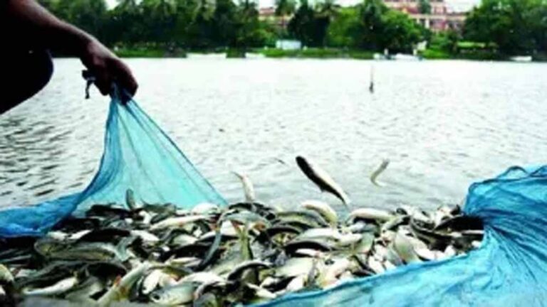 यूपी में मत्स्य कारोबार को मिलेगा बड़ा बूस्ट, गोरखपुर-मुरादाबाद में बनेंगी आधुनिक फिश मंडियां