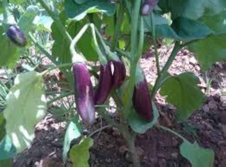 कृषि में नवाचार की मिसाल- ग्राफ्टेड बैगन की खेती से लाखों की आय अर्जित कर रहे कृषक नवीन