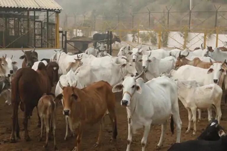 गोमाता के जरिए खेती में ‘जीन क्रांति’ की तैयारी