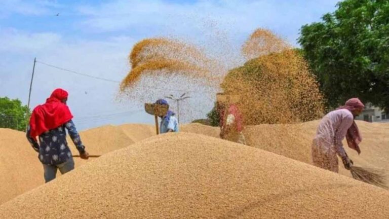 MP में रिकॉर्ड गेहूं खरीदी! 13.36 लाख किसानों से 103 लाख मीट्रिक टन उपार्जन