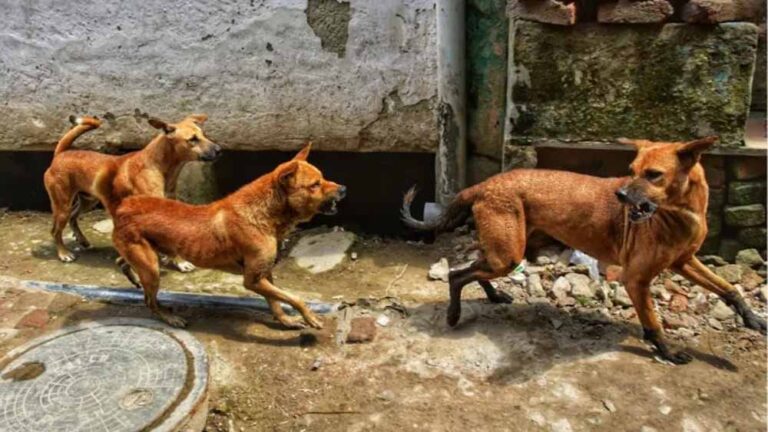 धनबाद के आवारा कुत्तों को मिलेगा नया ठिकाना, अब चाकुलिया शिफ्ट होंगे स्ट्रे डॉग्स