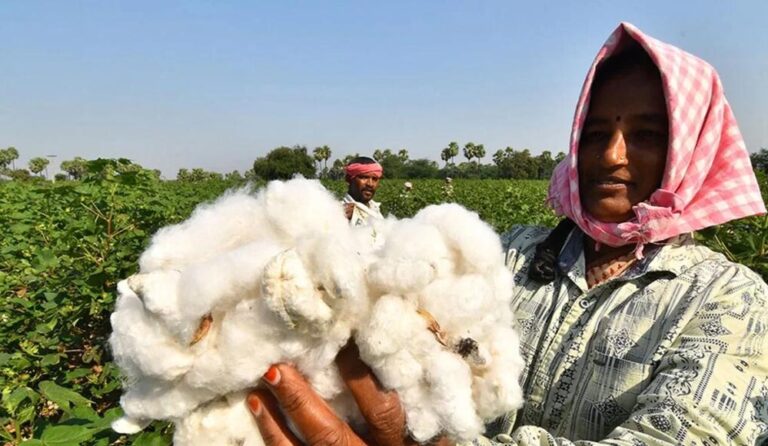 कपास किसानों को मोहन सरकार का बड़ा तोहफा, मंडी टैक्स आधा; ‘सफेद सोने’ की खेती को मिलेगा बढ़ावा