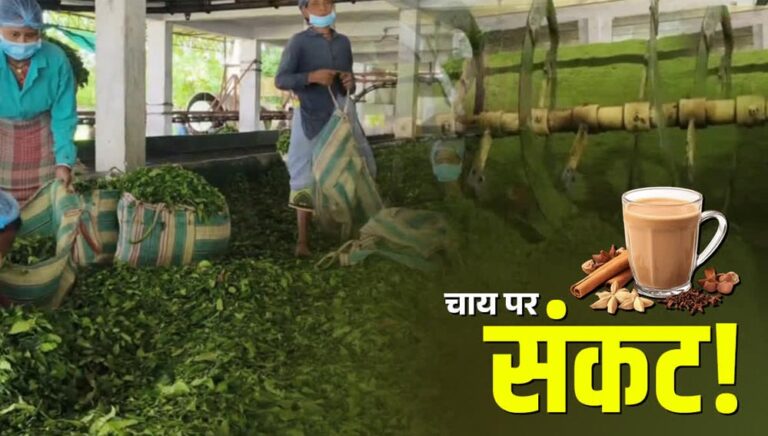 भारत के नए नियम से नेपाल की चाय इंडस्ट्री पर संकट, फैक्ट्रियों में उत्पादन ठप; अब पाकिस्तान-बांग्लादेश से उम्मीद