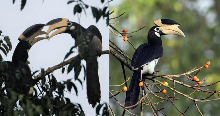 वन मंत्री केदार कश्यप की पहल से उदंती-सीतानदी टाइगर रिजर्व में शुरू होगी हॉर्नबिल सफारी