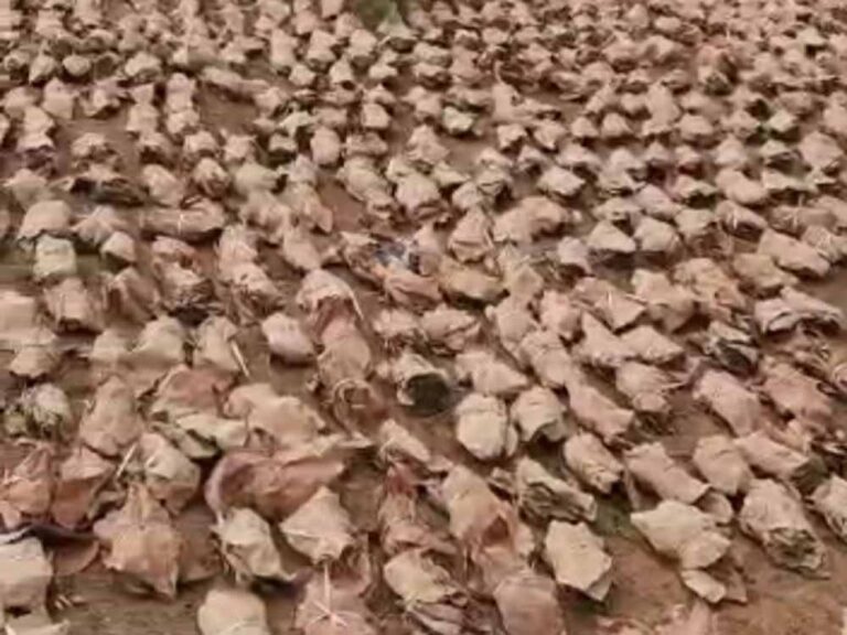 हेरहंज-बारियातू के जंगलों में केंदुपत्ता माफिया का खेल, अवैध कारोबार से वन विभाग को बड़ा नुकसान