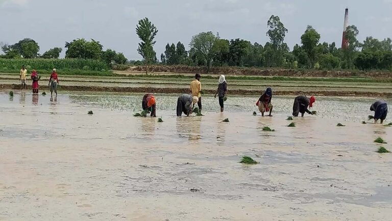 लगातार बारिश से पंच परगना में धान रोपाई ने पकड़ी रफ्तार, किसानों के चेहरे खिले