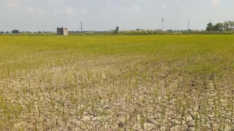 अलनीनो की मार से झारखंड में बारिश का संकट, धान की रोपाई पर पड़ा बड़ा असर