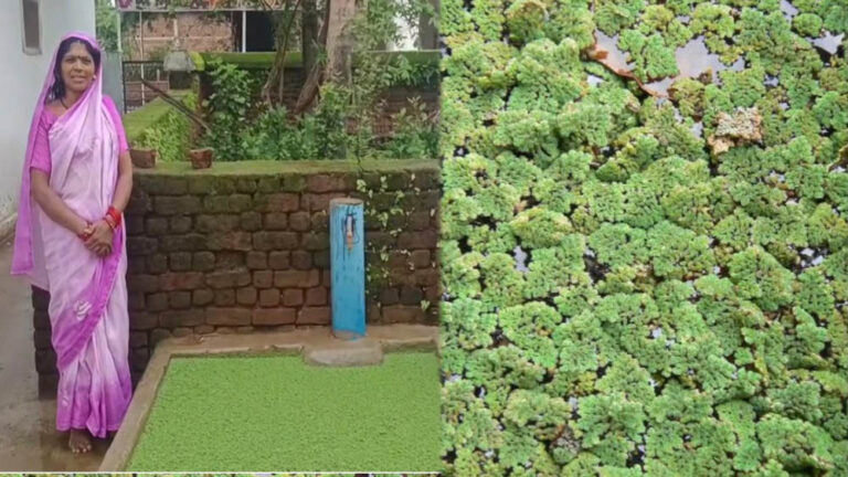धमतरी : तालाबों और जलाशयों में उगने वाली अजोला बनी आजीविका और प्राकृतिक खेती का आधार : ग्राम पंचायत अमाली की आदिवासी बिहान दीदियों ने पेश की प्रेरक मिसाल