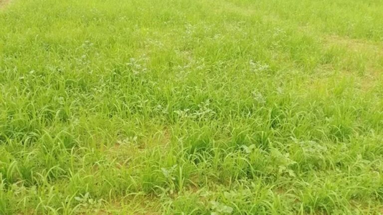 झारखंड में बारिश संकट के बीच डीएसआर तकनीक से धान खेती की सलाह