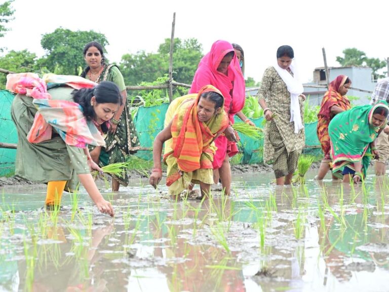 वैशाली की डीएम वर्षा सिंह खेत में उतरीं, किसानों संग की धान रोपनी