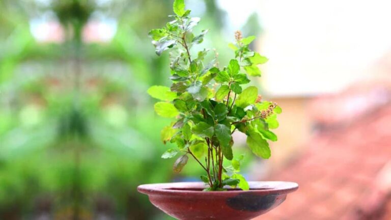 योगिनी एकादशी पर तुलसी उपाय से मिलेगी सुख-समृद्धि और धन लाभ