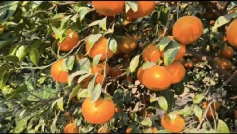 राजस्थान के 7 कृषि उत्पादों को मिलेगा GI टैग, किन्नू से सांगरी तक बनेगी नई पहचान