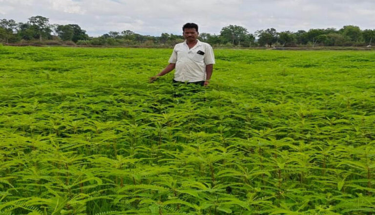 हरी खाद से संवर रही खेतों की सेहत, प्राकृतिक खेती की मिसाल बने किसान नरेंद्र सिंह