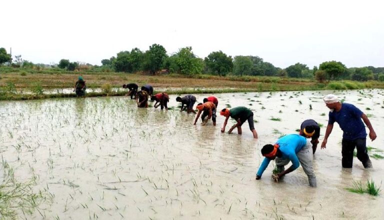 मॉनसूनी बारिश से खिले किसानों के चेहरे, धान रोपनी हुई तेज