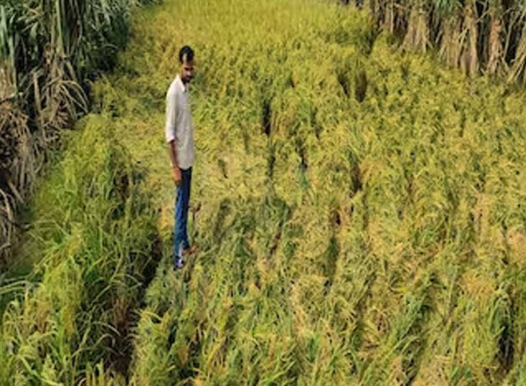 31 जुलाई तक कराएं फसल बीमा, धान समेत 10 फसलों के किसानों को मिलेगा सुरक्षा कवच
