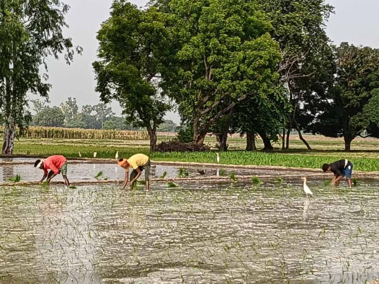 CG में बारिश थमते ही खेती पर असर, बोवनी और रोपाई का काम हुआ प्रभावित
