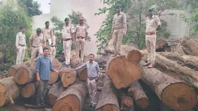 कोरबा में 206 साल के पेड़ों की लकड़ी बरामद, आरोपी गिरफ्तार, आरा मिल सील