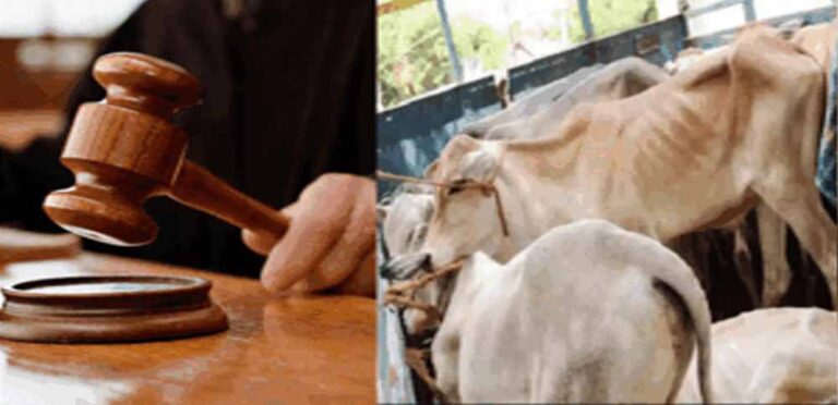 जब्त मवेशियों की कस्टडी पर बड़ा फैसला आएगा, हाईकोर्ट तय करेगी कोर्ट के अधिकार