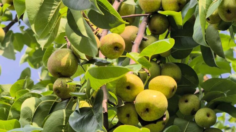 मैनपाट में ‘नाशपाती’ की मिठास