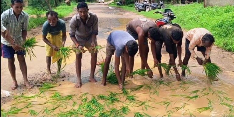 सड़क नहीं बनी तो गड्ढों में उगा दी धान, सूरजपुर में ग्रामीणों का अनोखा विरोध प्रदर्शन