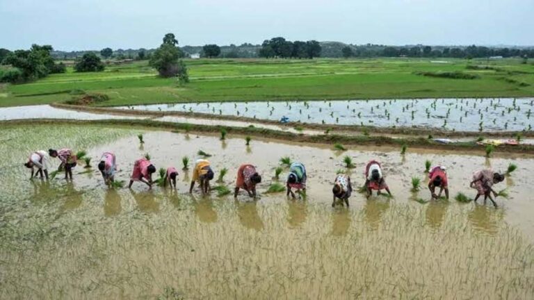 झारखंड में बारिश ने बदली तस्वीर, धान की रोपाई 83.43% पहुंची; एक सप्ताह में 8% की बढ़ोतरी