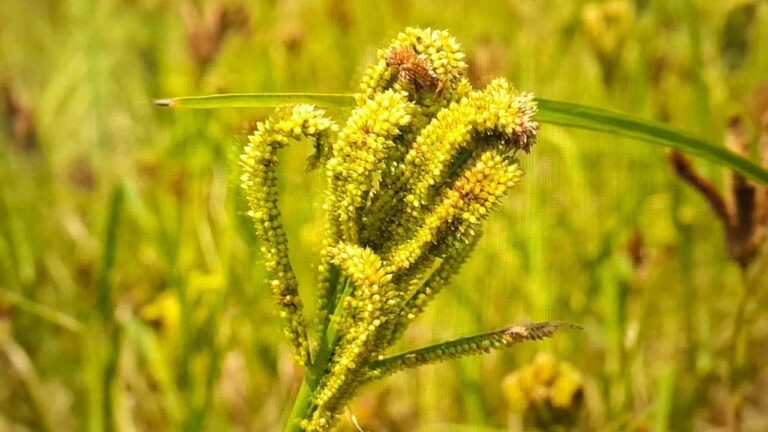 झारखंड में मिलेट खेती को बढ़ावा, 24 हजार किसानों ने कराया पंजीयन