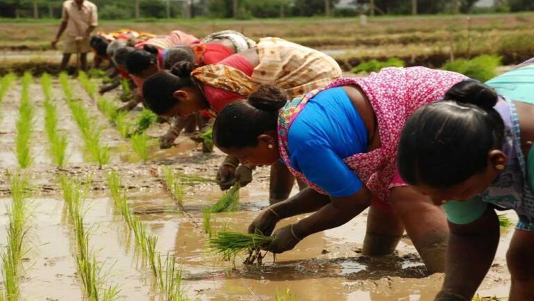 प्रदेश में 48.69 लाख हेक्टेयर क्षेत्र में बोनी के लक्ष्य के विरूद्ध 97 प्रतिशत बोनी पूर्ण