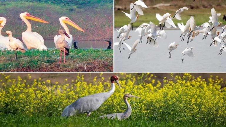 योगी सरकार का बड़ा फैसला, मैनपुरी में विकसित होगा मयंक ऋषि पक्षी विहार