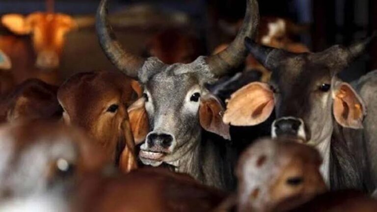 झारखंड में गोशाला निर्माण पर CAG की आपत्ति, 15.96 करोड़ से बनीं 2540 अतिरिक्त गोशालाएं