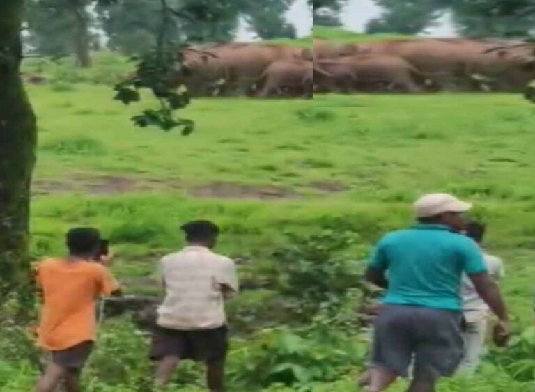जशपुर की कैलाश गुफा में उमड़ेगा आस्था का सैलाब, हजारों कांवड़िए करेंगे दर्शन; 16 हाथियों ने डाला डेरा