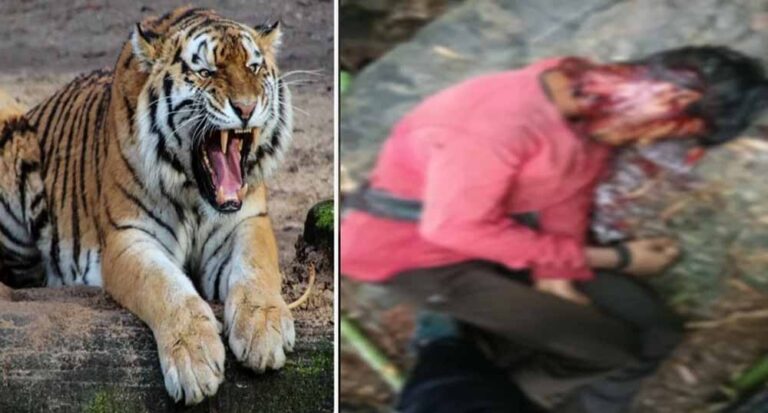 CG में ATR के प्रतिबंधित क्षेत्र में बाघिन का हमला, युवक की मौत