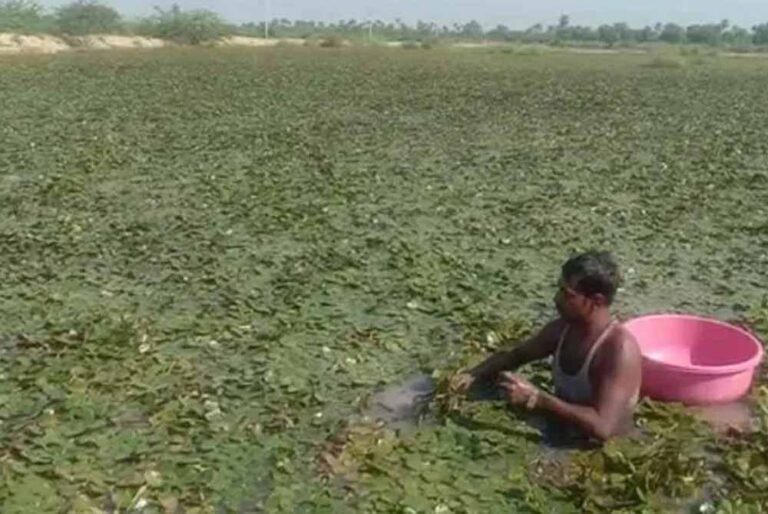 बड़ा तालाब में कीटनाशक छिड़काव पर NGT सख्त, कलेक्टर और नगर निगम को नोटिस