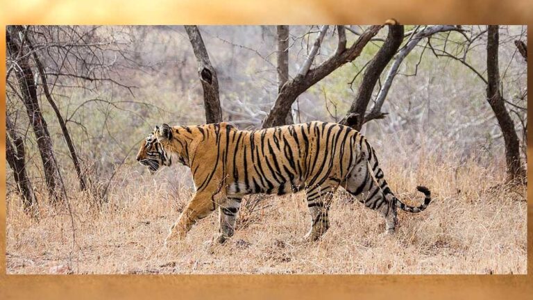 MP में ‘Cat-22’ का संकट! 8 महीने में 45 से ज्यादा बाघों की मौत, 50 इंसानों ने भी गंवाई जान