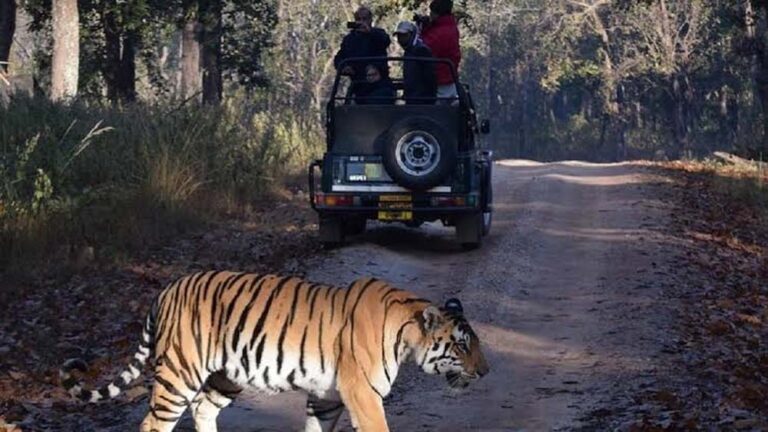 झारखंड में 1 अक्टूबर से जंगल सफारी शुरू, ऑनलाइन बुकिंग भी चालू