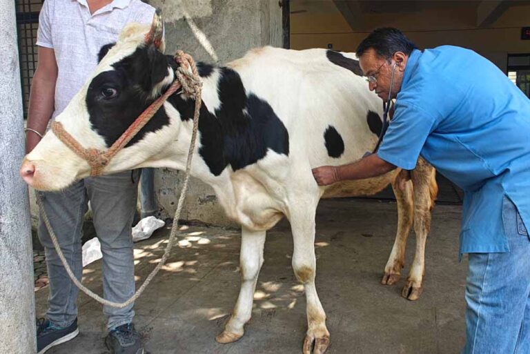 गोवंश को तुरंत मिलेगा उपचार, हर जिले में बनेगा इमरजेंसी रेस्क्यू सिस्टम