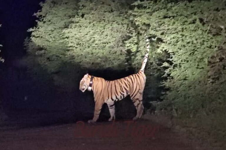 रामगढ़-विषधारी में री-वाइल्डिंग सफल, RVT-7 ने 41 किमी क्षेत्र में बनाई टेरिटरी