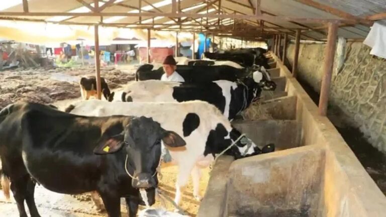 लखीसराय में 100 करोड़ से बनेगा अत्याधुनिक सीमेन स्टेशन, बढ़ेगा दुग्ध उत्पादन