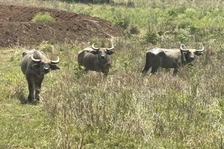 बांधवगढ़ में बढ़ रहा गौर का कुनबा, कान्हा में वन भैंसा पुनर्स्थापना से मजबूत होगा पारिस्थितिकी तंत्र