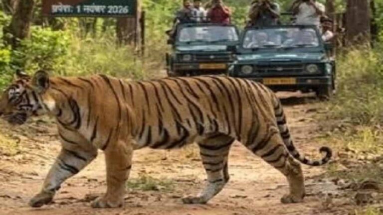इंद्रावती टाइगर रिजर्व में अब वैज्ञानिक तरीके से होगी बाघों की निगरानी