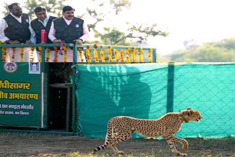 मुख्यमंत्री डॉ. यादव ने गांधी सागर अभयारण्य में छोड़ी मादा चीता राधा