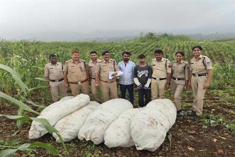 ऑपरेशन ग्रीन स्ट्राइक के तहत बड़वानी पुलिस की बड़ी कार्रवाई