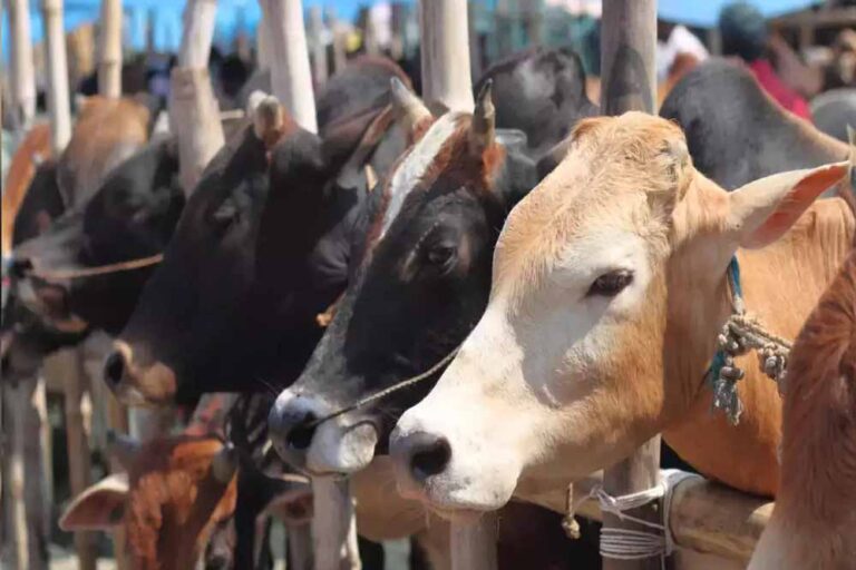 गोशालाओं में हो सकेंगे मांगलिक कार्यक्रम, गो-पर्यटन से गांवों को मिलेगा कमाई का नया रास्ता